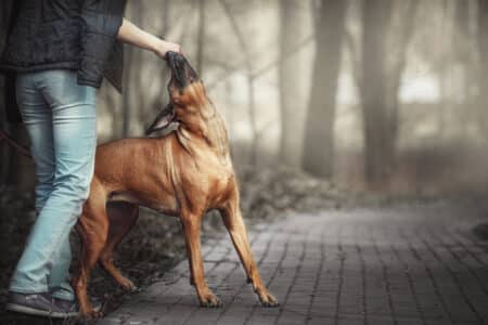 Legal Options after dog attack